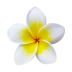 A white frangipani flower