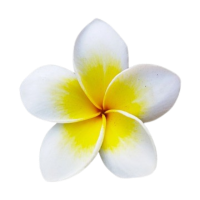 A white frangipani flower