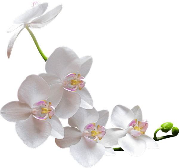 A few white orchid flowers in a twig